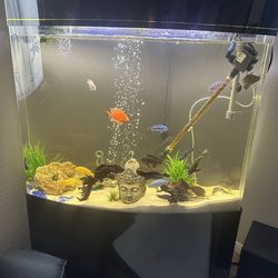 Fish tank aquarium