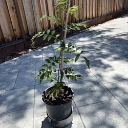 Peppercorn / sichuan pepper plant 花椒树苗
