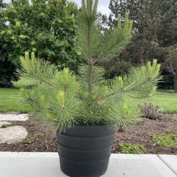 Austrian Pine In Container 3’6” Tall