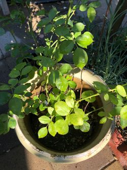 Regalo codos de rosal si vote