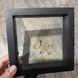 Butterfly Display 