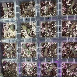Baby Succulents!! 
