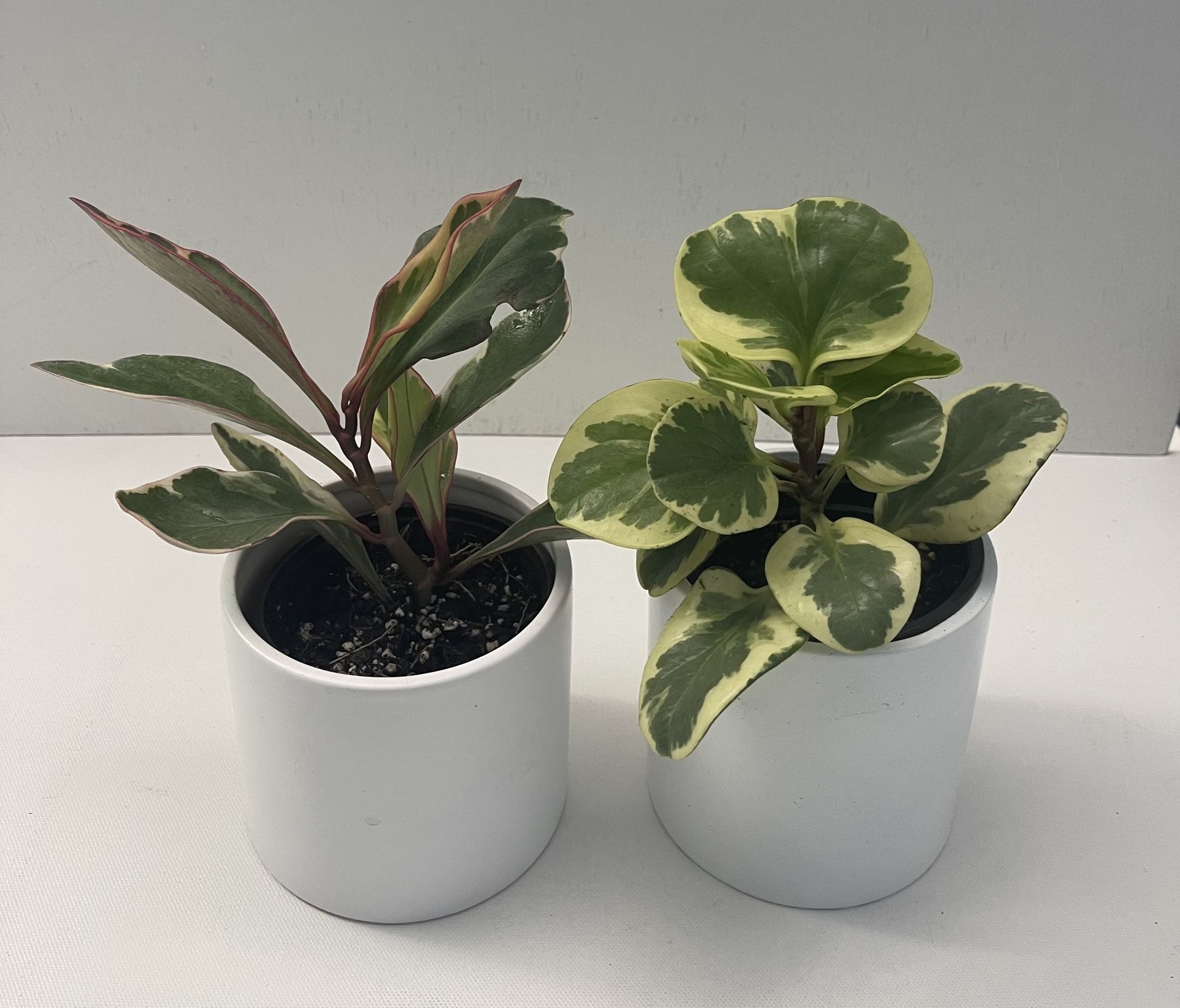 Tricolor & Variegated Peperomia plant