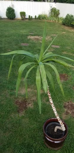 Big plant