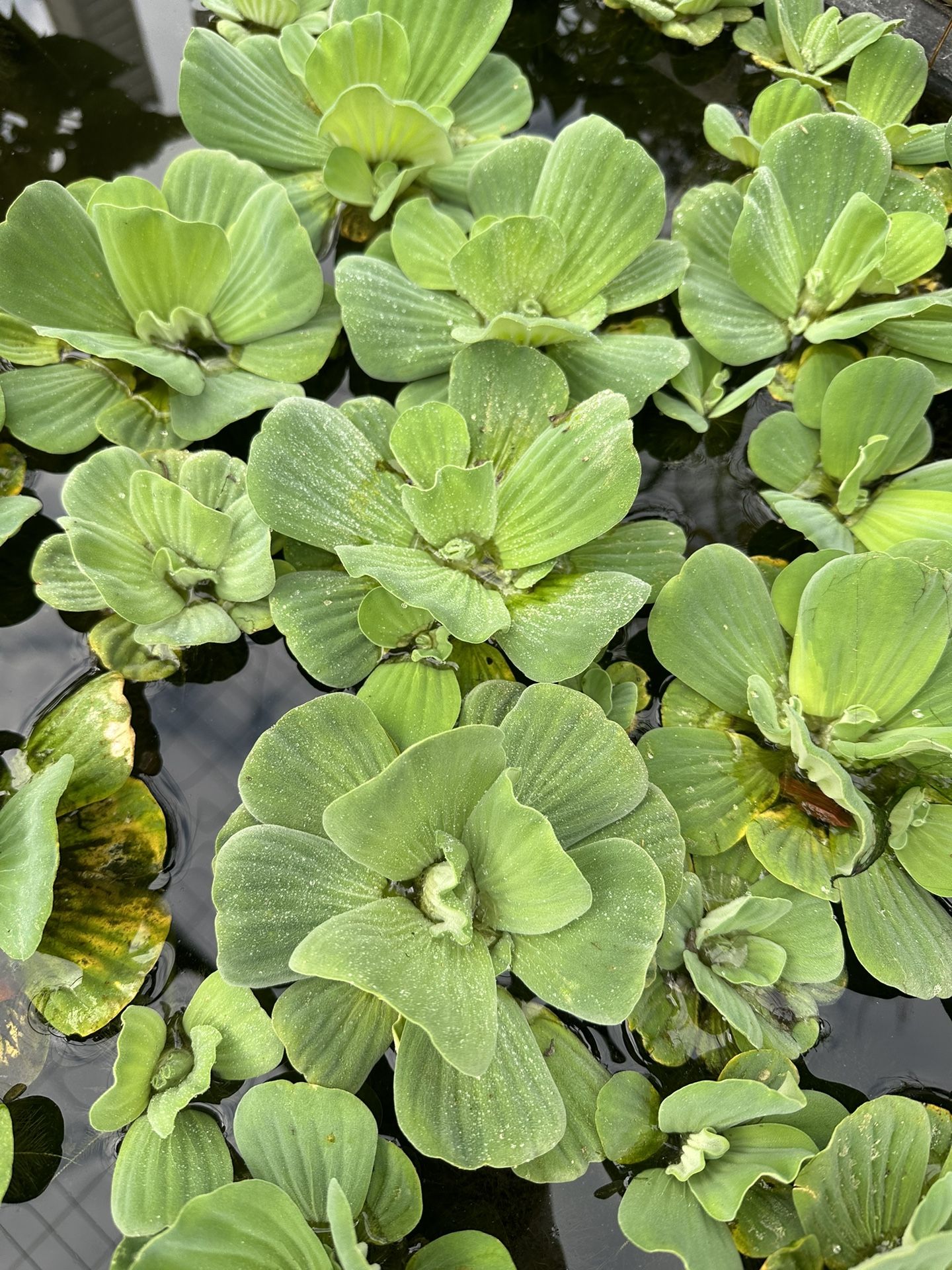 Water Lettuce $2 Each Small Size $4 Medium $10 Large With Babies Attached