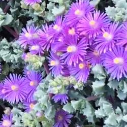 🎁Brightfig Tribe ( Pink Ice) Succulent In 3"H Ceramic Pot.