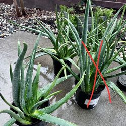 Aloe Vera Plants- $10 Each -4 Available 