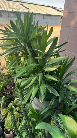 Planta en maseta grande