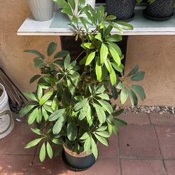 Dwarf Umbrella Tree