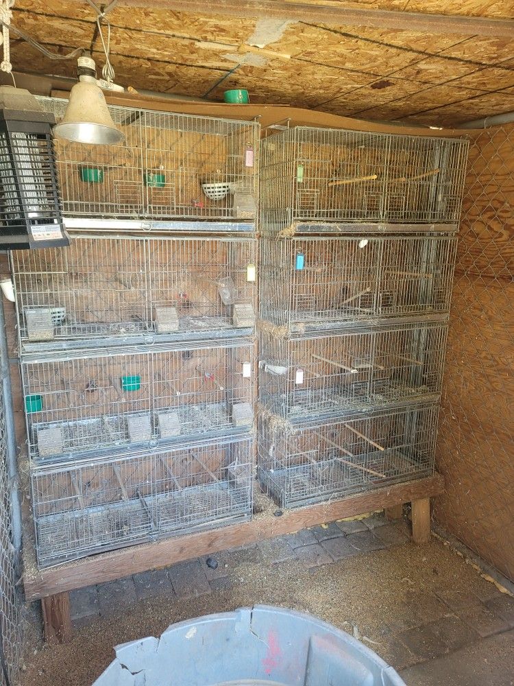 Bird Cages