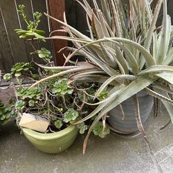 Two plants