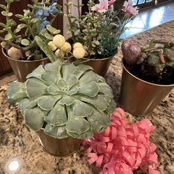 Unique Succulents 