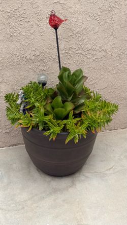 Succulent plant