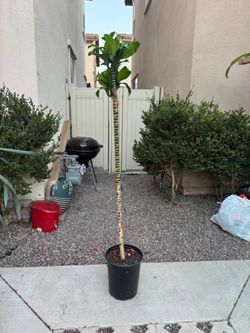 Corn plant