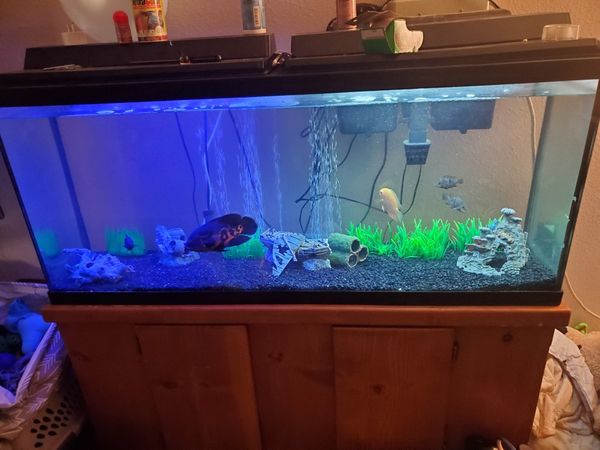 Fish tank/ aquarium for Sale in Phoenix, AZ OfferUp