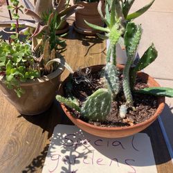 Summer Succulent Clearance 