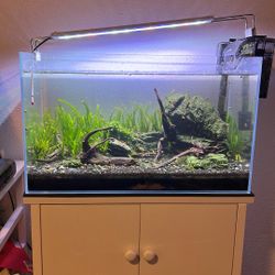 10 Gallon Glass Rimless Fish Tank