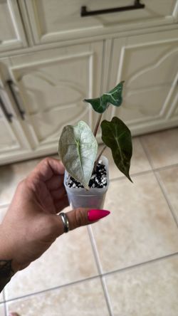 Live Plant 🌱 Alocasia Pink Polly “Ghost” Mint