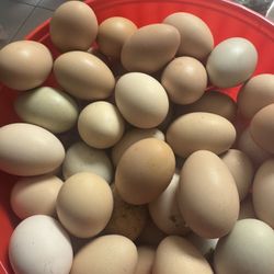 Fresh Organic Chicken Free Range