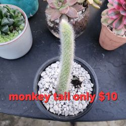 Plant Sale Saturday  From 1pm To 4pm IN San Lorenzo Over 1000 TO CHOOSE From