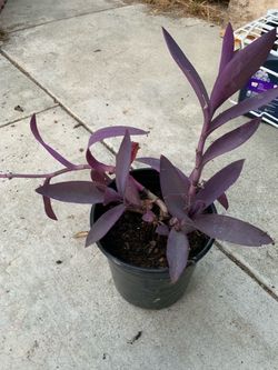 Tradescantia Pallida Purple Heart Live Plant