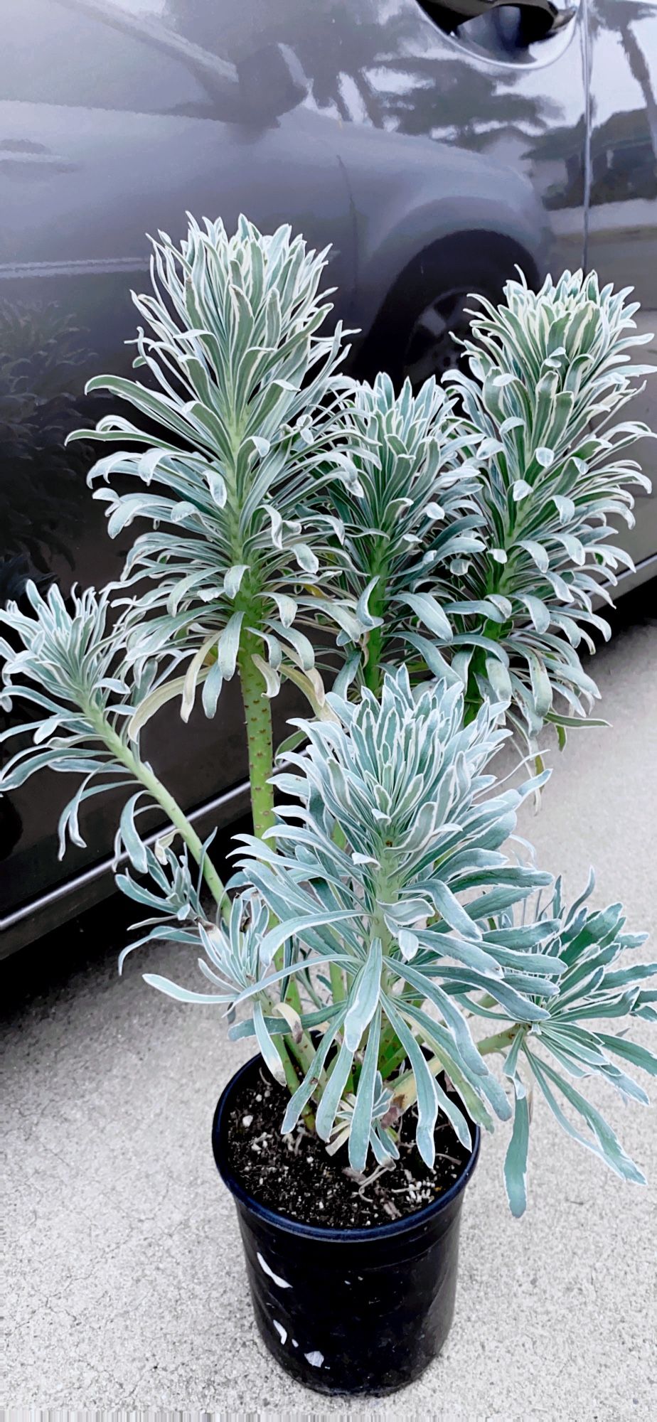 Beautiful Tall Succulent