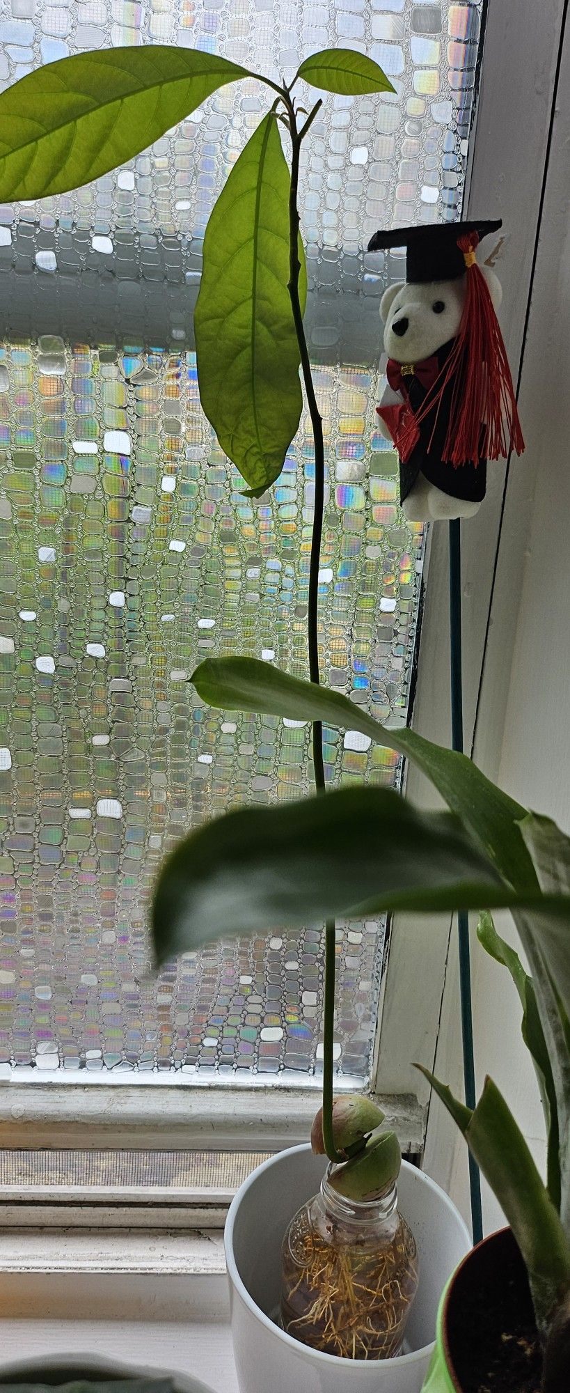 Avocado Plant