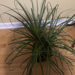 Ponytail Palm Plant in 10” Pot