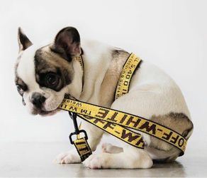 Offwhite leash and collar combo
