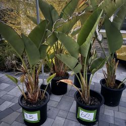 Bird Of Paradise $15 Each Or $60 For 5