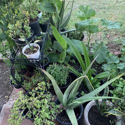 So many different plants part three available for purchase