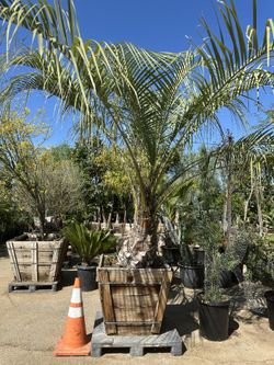 Pindo Pam Tree 30” Box 