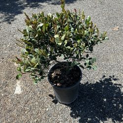 Rhaphiolepis Pink Lady Bush