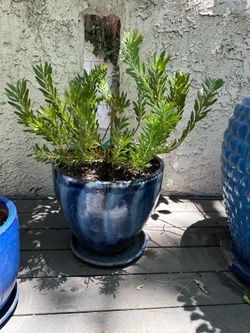 Blue Ceramic Planter