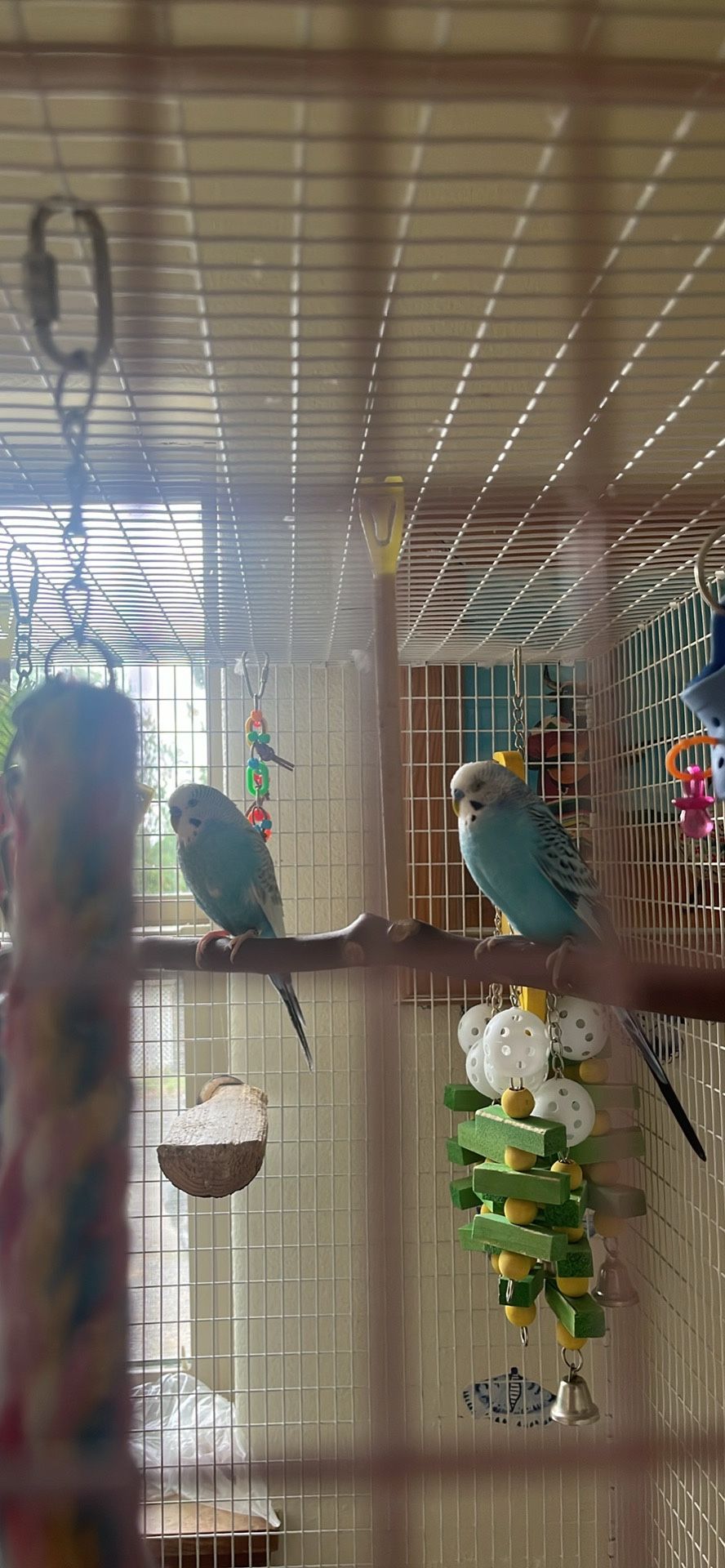 6foot Bird Cage (read Description Please) 