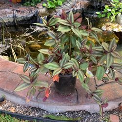 Tradescantia Zebrina