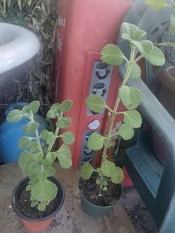 Planta de vicks