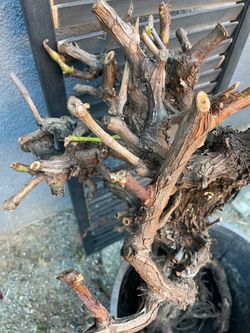 Garden - grape tree real- 32 inches tall - purple grapes