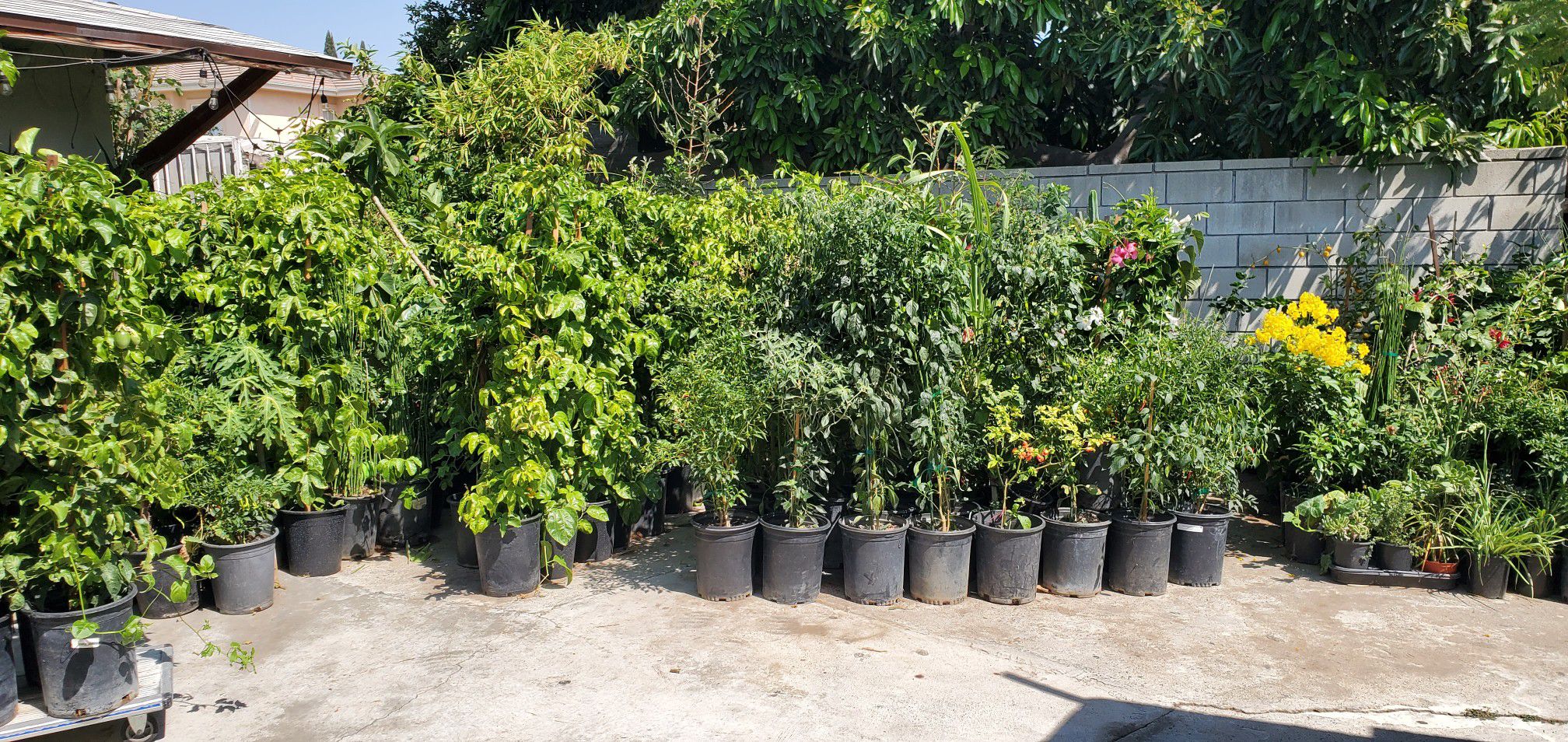 Backyard nursery, all organic plants. Different types and prices