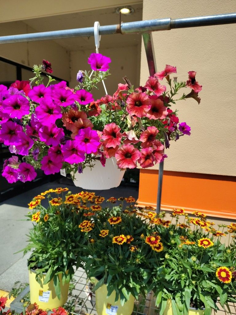 Hanging Basket Plants
