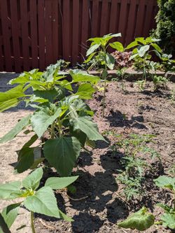 Sunflower Plant For Sale 