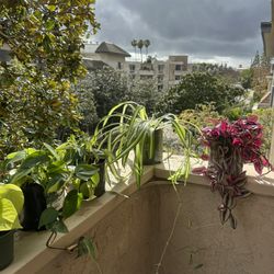 Healthy Indoor House Plants