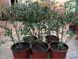 Black Corba chili plant