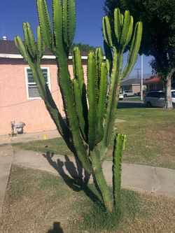 Large Euphorbia Cactus Plant