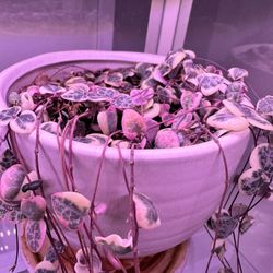 Variegated String Of hearts