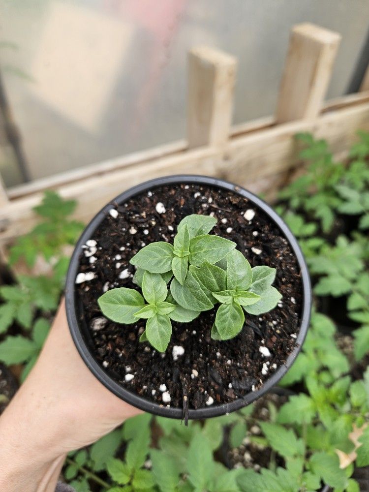 Spicy Globe Basil Starter Plant