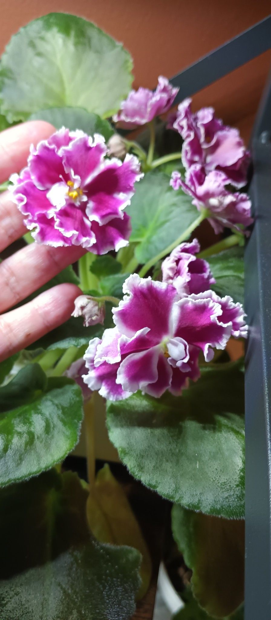 African Violet Plant Amadeus