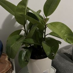 rubber plant (Ficus elastica