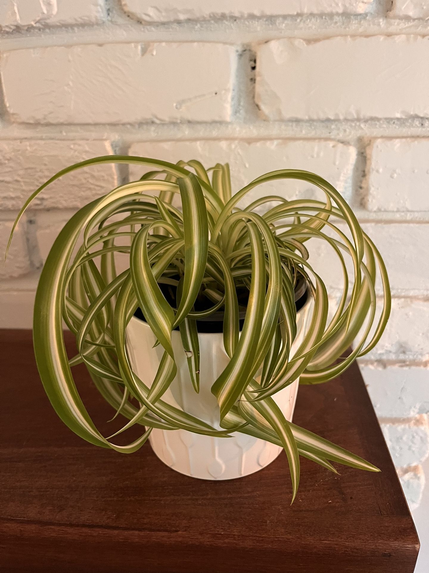 Spider Plant with Ceramic IKEA Pot