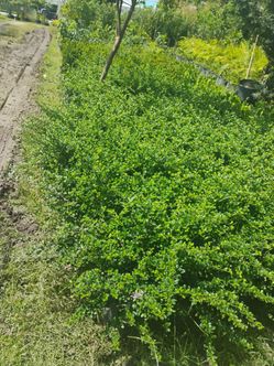 Serissa hedges 3gl $6